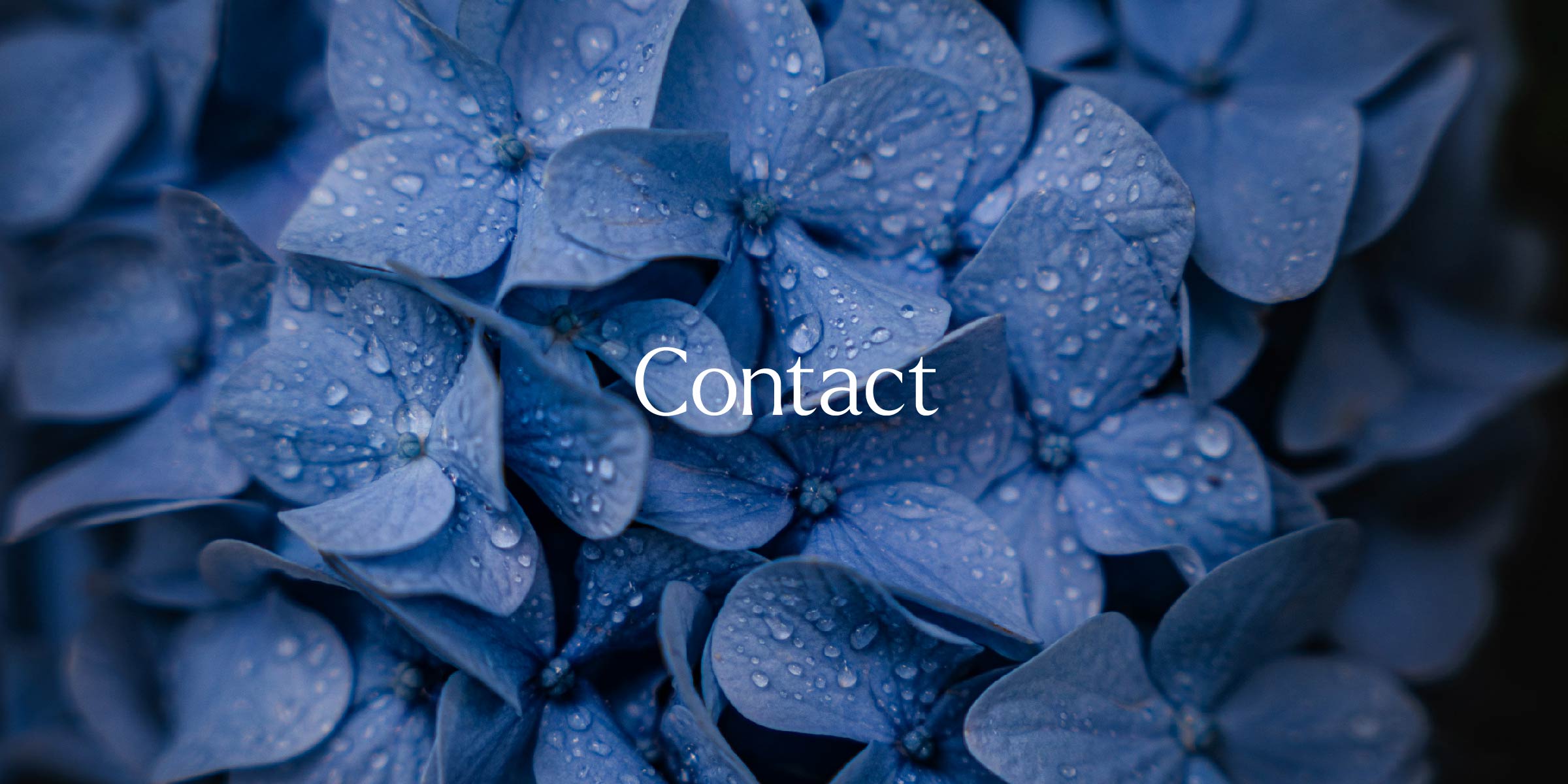 Dark blue hydrangea closeup and text Contact