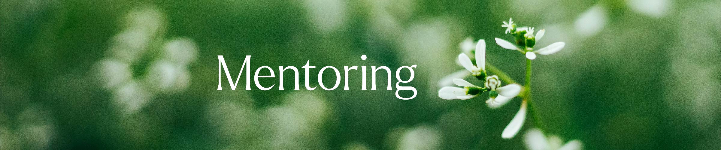White flower on field and text Mentoring