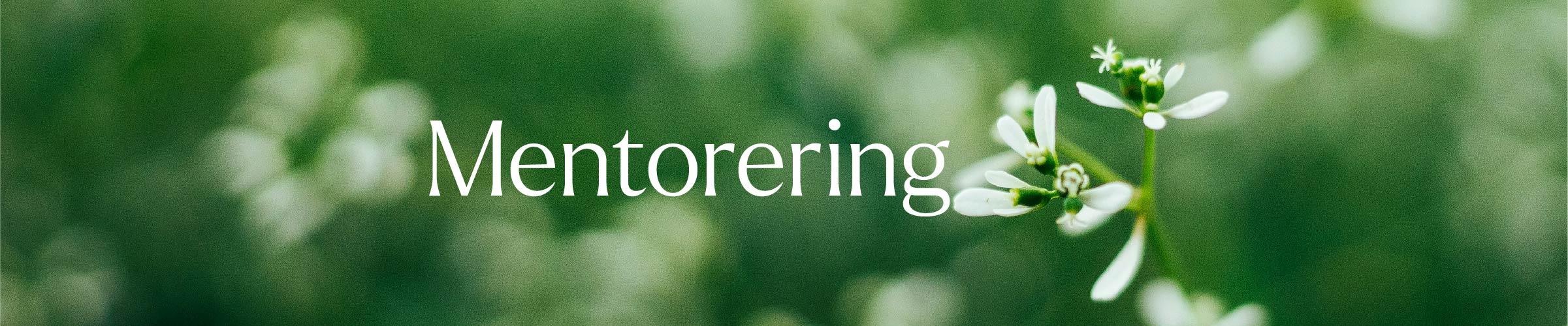 Vita blommor på äng och text Mentorering